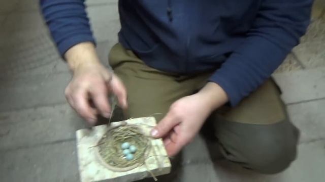 Проверяем яйца на наличие птенцов у канареек. смотреть онлайн