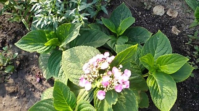 Пильчатая гортензия.Цветение после первой зимы в грунте. смотреть онлайн