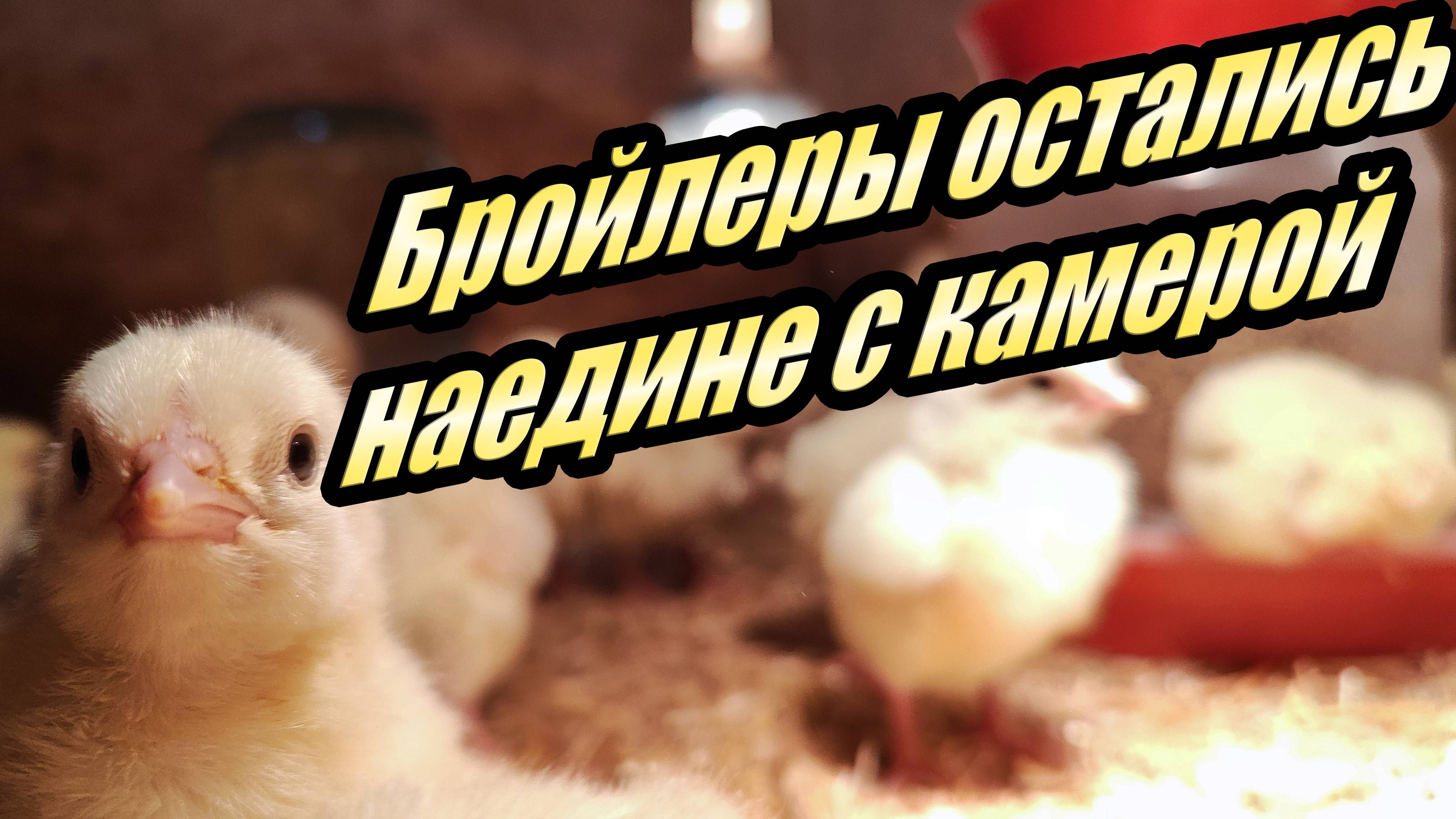 Суточные цыплята бройлера КОББ 500 наедине с камерой смотреть онлайн