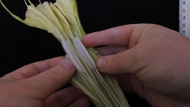 Brugmansia (Solanaceae) dissection смотреть онлайн