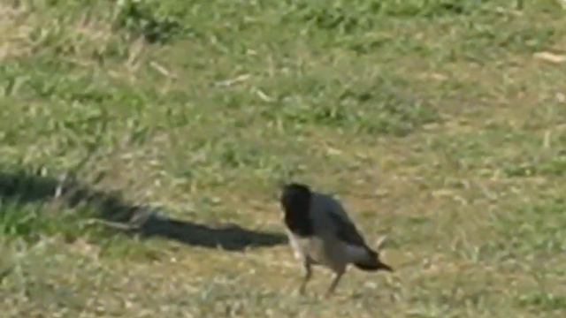 Крым посёлок Черноморское в 2014году смотреть онлайн