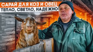 Обзор нового сарая для коз и овец, зимний вариант. «Мое Подворье»