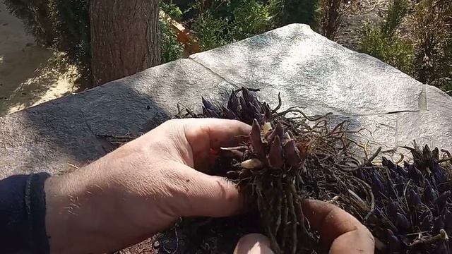 Хоста. Как размножить Хосту смотреть онлайн