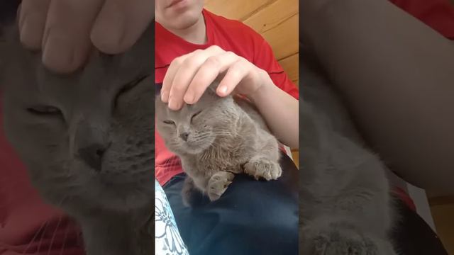 Кот Пушок смотреть онлайн