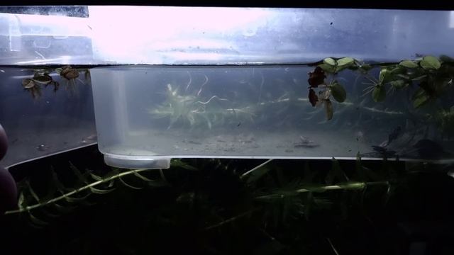 Update | More Triops Cancriformis Albino hatchlings and a transfer incident смотреть онлайн
