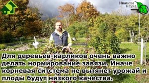 ЯБЛОНИ НА КАРЛИКОВОМ ПОДВОЕ. Плюсы и минусы карликовых скороплодных деревьев. Кому они пригодятся.