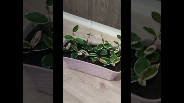 Хойя Кримсон Квин в композициях #комнатныецветы #garden #хойя_кримсон_квин #цветывмоскве смотреть онлайн