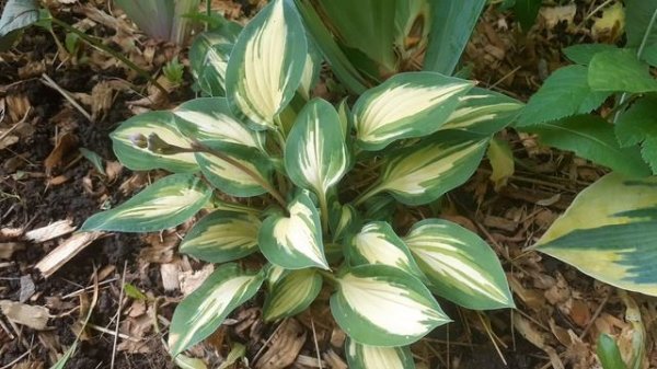 хоста FANTASY ISLAND