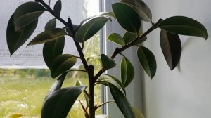 РЕЗУЛЬТАТ ОБРЕЗКИ ФИКУСА ПРЕВЗОШЕЛ ОЖИДАНИЯ. ЦИТОКИНИНОВАЯ ПАСТА СЕБЯ НЕ ОПРАВДАЛА.