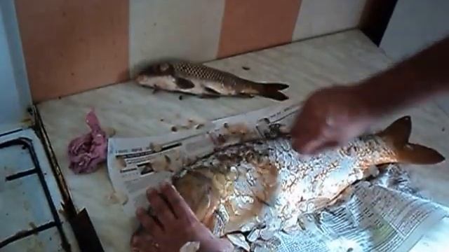 чистка Карпа смотреть онлайн