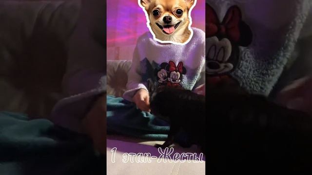 Как научить собаку команде ”Сидеть”?🐶 смотреть онлайн