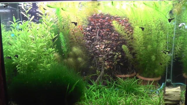 Как победить водоросли в аквариуме смотреть онлайн