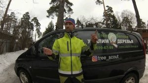 Сколько стоит спилить дерево?