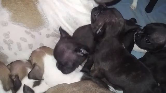 Французский бульдог. МИССУРИ смотреть онлайн