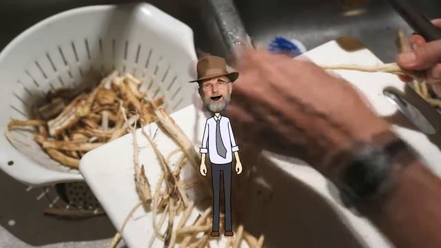 Common Chicory - How to Identify, harvest, process, and roast смотреть онлайн