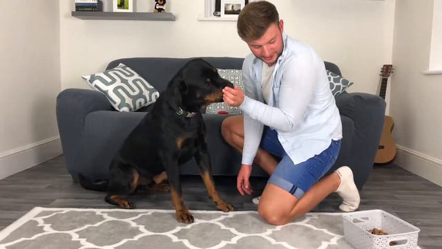 How to train my puppy to give paw! смотреть онлайн