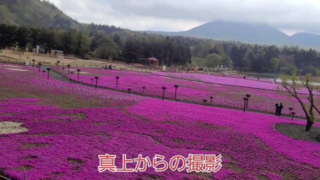 【山梨県】富士芝桜祭り(Fuji Shibasakura Festival in Yamanashi) смотреть онлайн