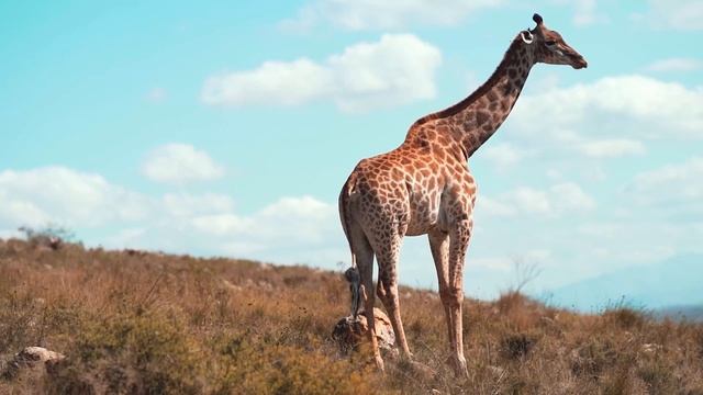 Животные в Африке 4к смотреть онлайн