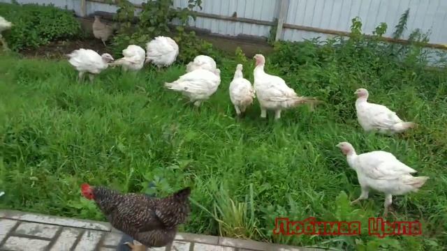 Индюки и бройлеры: провальное птицеводство - не выросли и дохнут ? смотреть онлайн