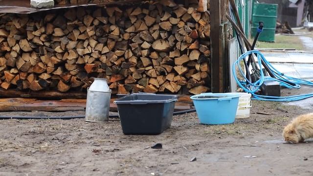 ЗАПУСКАЮ РЫБУ В ДЕРЕВЕНСКИЙ ПРУД! смотреть онлайн