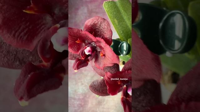 L-16 Phal.(Sogo Gotris-Taida Pearl)’ black ES-1’ ❤️ Миниатюрная восковая орхидея фаленопсис из Азии смотреть онлайн