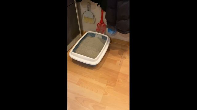 КОТЫ ПИСАЮТ МИМО ГОРШКА! РЕШЕНИЕ НАЙДЕНО! смотреть онлайн