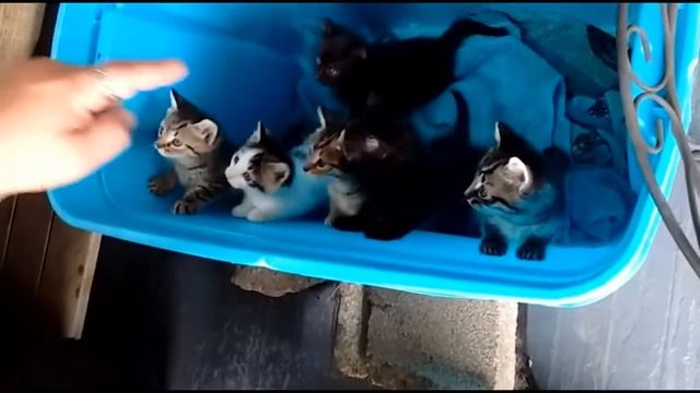 СОВРЕМЕННЫЕ ПРИКОЛЫ Будете плакать от смеха Коты рулят - Прикольно до слез (2019) МатроскинТВ смотреть онлайн