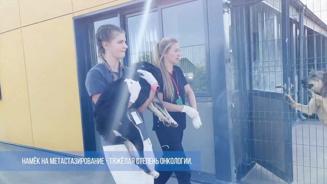 Выпуск 1 Настя устроилась волонтёром в ВетКлинику смотреть онлайн