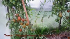 Томат "Чёрный мавр". Урожай 2019 года.