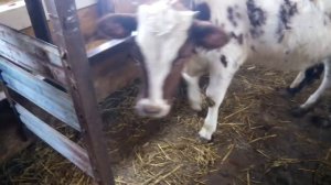 Сарай для быков 2