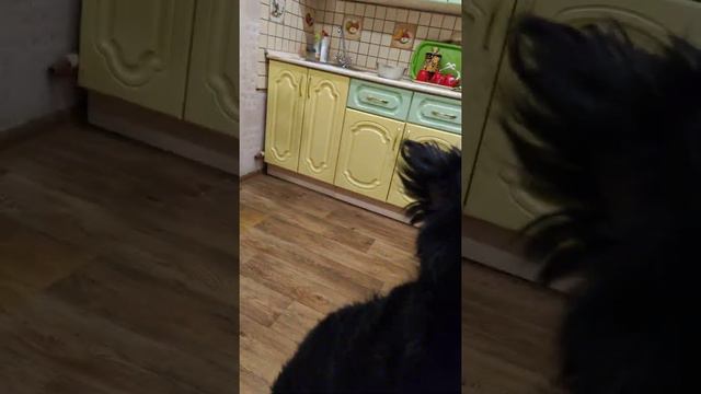 Строгая железная психика Ризеншнауцера в квартире. смотреть онлайн