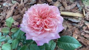 Японские розы. Розы которые меня восхитили. Коралл желе, Дафна, Мияби.