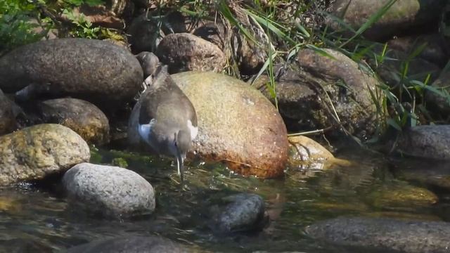 Перевозчик - Actitis hypoleucos смотреть онлайн