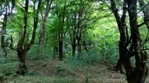 Qurban Nezerov - ♥ Xan Lenkeran ♥ | SUPER KLIP | 2017