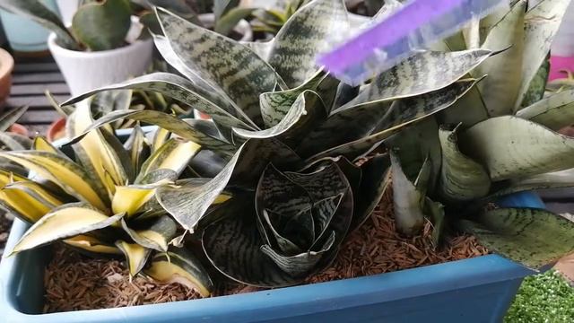 Review 3 Sansevieria, Silver, Gilt Edge, Solid Gold, смотреть онлайн
