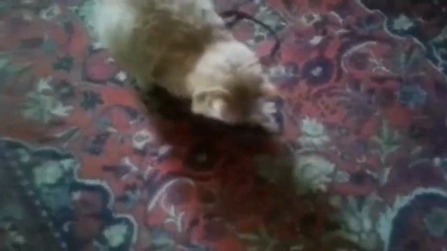 МОЙ КОТ МЕНЯ РАССМЕШИЛ | рыжий кот | приколы с котами. смотреть онлайн