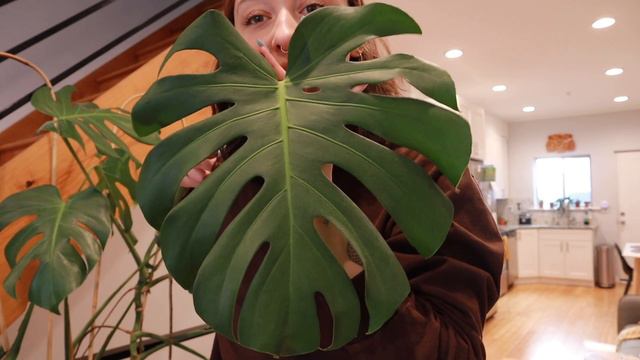 LARGE MONSTERA DELICIOSA PROPAGATING | how to water propagate a monstera смотреть онлайн