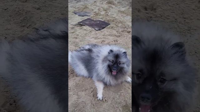 Прогулка в шесть утра🤪 #Вольфшпиц смотреть онлайн