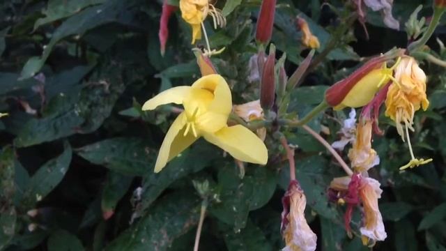 Magic Flowers/ Волшебные Цветы смотреть онлайн