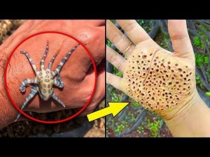 Животные, Которых Никогда не Надо Трогать