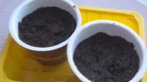 САНБЕРРИ-занятная ЯГОДА с волшебными свойствами.