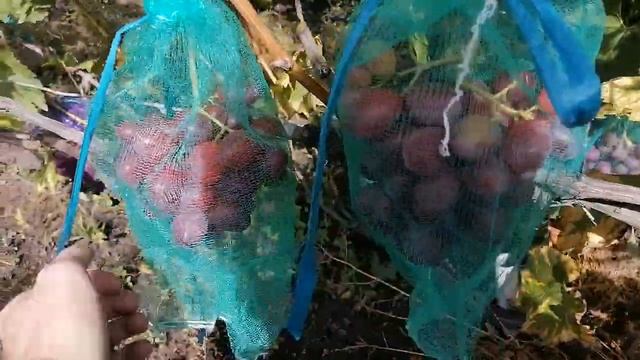 Сорт винограду Червона Рута. смотреть онлайн