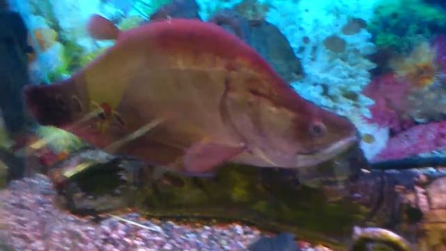 Рыба нож (б. Матроса Железняка) смотреть онлайн