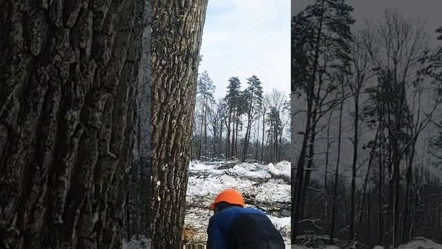 валка дерева #валкалеса #lesorub смотреть онлайн
