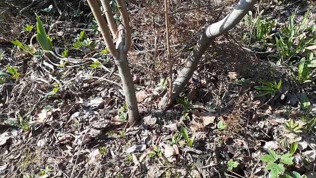 Рододендрон Даурский, посадка, уход. Прогулка по саду. смотреть онлайн