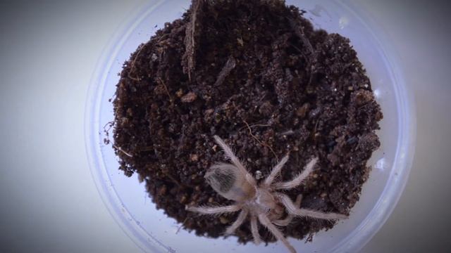 Кормление паучат - птицеедов нарезка №3 (little spiders feeding). смотреть онлайн