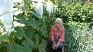 Как спасти огурцы от пероноспороза