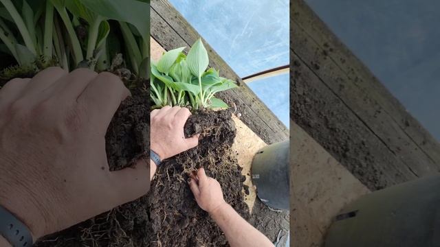 Размножение хосты. #питомникрастений #сад #хоста #своимируками #размножениерастений #садоводство смотреть онлайн