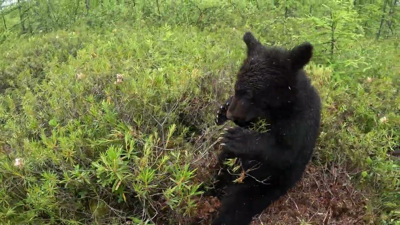 Медвежонку муравьи наподдавали. смотреть онлайн