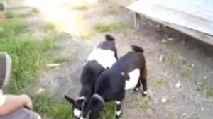 Овцы от страха притворяются мертвыми